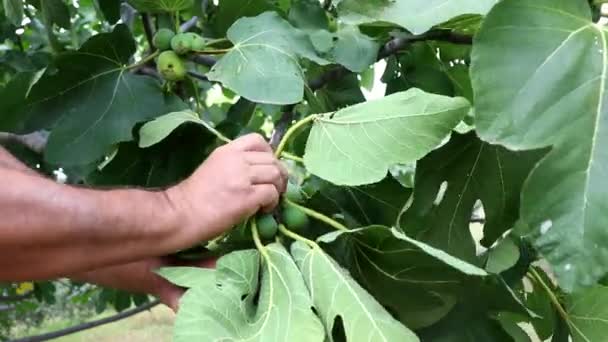 Granjero Macho Recogiendo Higos Frescos Higuera — Vídeos de Stock