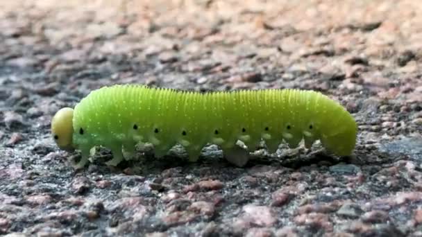 ターマックに這う緑の幼虫の終わり — ストック動画