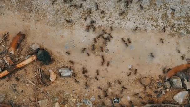 Colonie Fourmis Mouvement Entourée Poubelles — Video