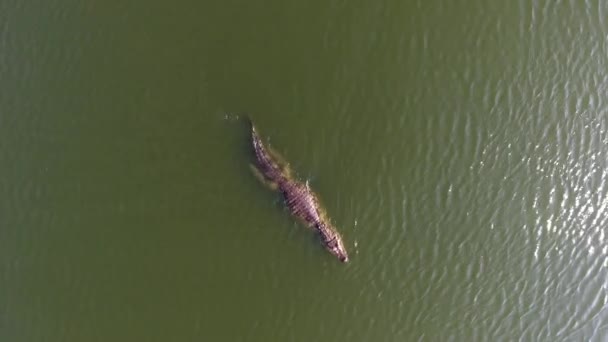 Alligator Schwimmt Bei Tageslicht Einer Lagune Und Schaut Sich Sehen — Stockvideo