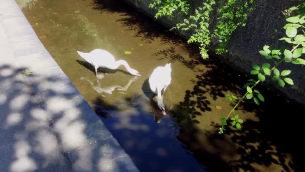 Ένα Ζευγάρι Λευκών Κύκνων Που Πίνουν Στο Τοπικό Ρέμα Κουνώντας — Αρχείο Βίντεο