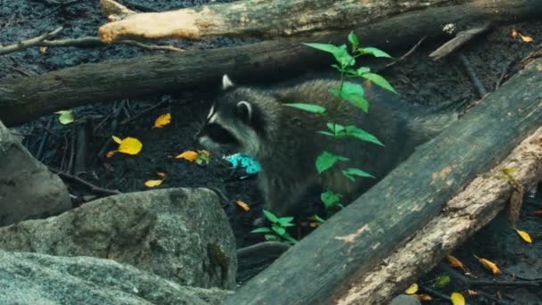 Racoons Brincando Comendo Lago — Vídeo de Stock