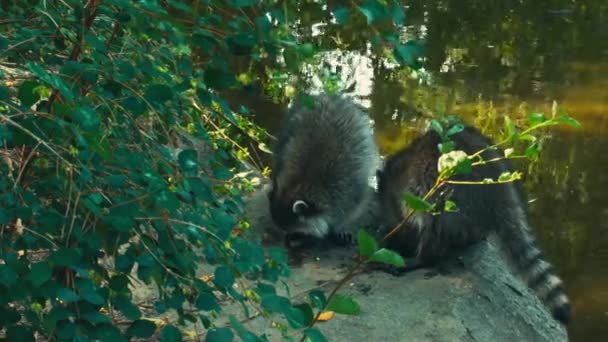 Racoons Jugando Comiendo Lago — Vídeo de stock