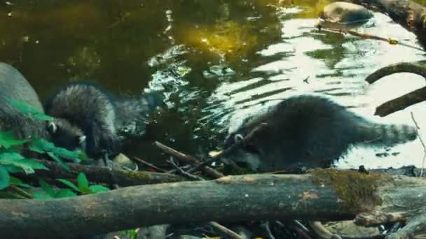 Racoons Jugando Comiendo Lago — Vídeo de stock