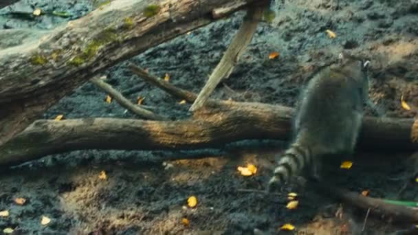 Racoons Leker Och Äter Vid Sjön — Stockvideo