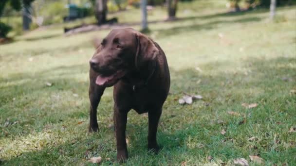 Marrón Labrador Perro Moviendo Cola — Vídeos de Stock