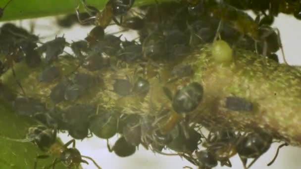 Makro Nahaufnahme Von Ameisen Die Zusammen Auf Einer Pflanze Herumkriechen — Stockvideo