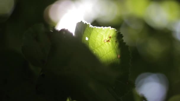 Video Blad Och Sol Gömmer Sig Bakom Dem — Stockvideo