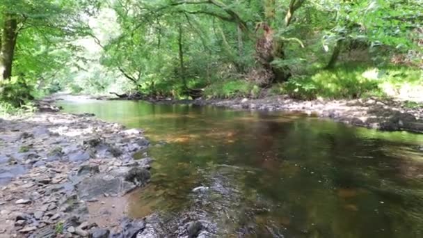 Panela Lenta Esquerda Para Direita Pequeno Rio Sob Uma Floresta — Vídeo de Stock
