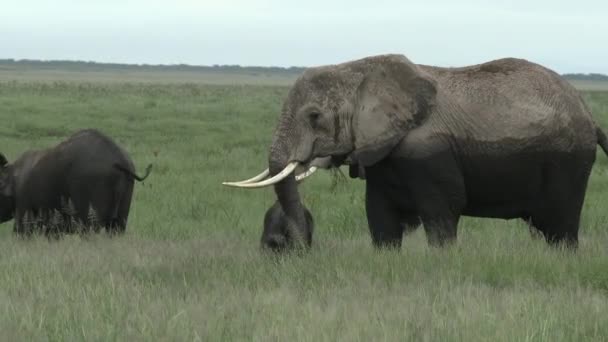 Afrikanische Elefantenfamilie Loxodonta Africana Mit Winzigen Kälbern Die Sich Grasland — Stockvideo