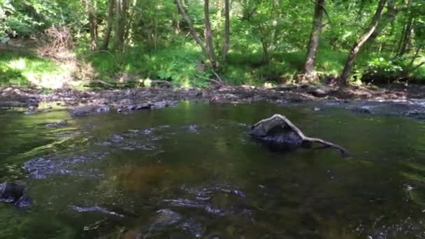 Clip Eines Kleinen Flusses Der Unter Einigen Bäumen Fließt — Stockvideo