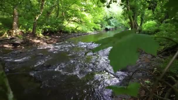 Klip Małej Rzeki Płynącej Lesie Liściem Pierwszym Planie — Wideo stockowe