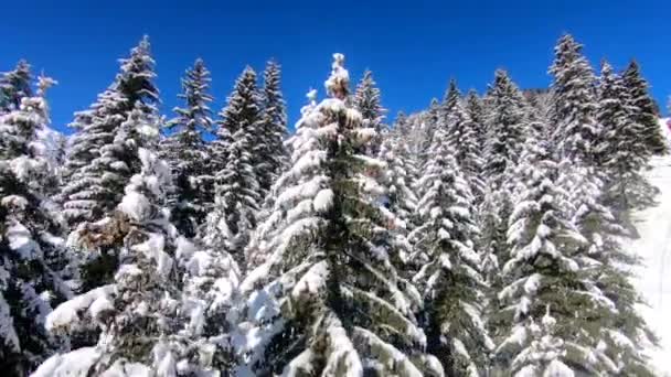 雪に覆われた山の側面の木 — ストック動画