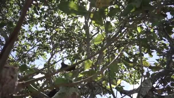 Sonnenschein Durch Die Bäume — Stockvideo