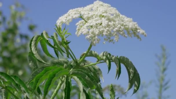 Primo Piano Fiori Sambuco Sullo Sfondo Della Natura — Video Stock