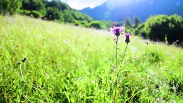 Zbliżenie Purpurowy Kwiat Wspinaczki Alpinista Tle — Wideo stockowe