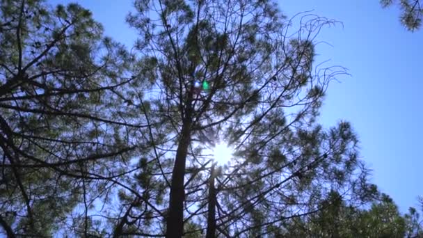 Hermoso Pino Frente Sol Tarde Con Bengalas Cerca Playa — Vídeo de stock