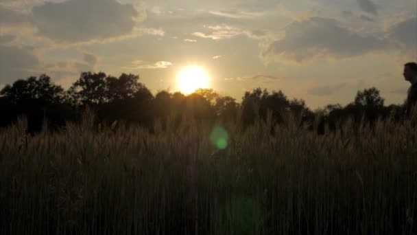 Homem Caminhando Através Wheatfield Através Por Sol — Vídeo de Stock