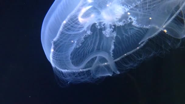 Jellyfish Besar Berenang Dalam Tangki Hitam — Stok Video