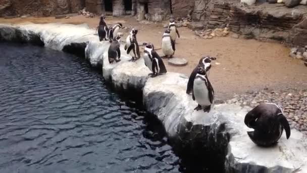 Цей Кліп Кадри Пінгвінів Стоять Навколо — стокове відео