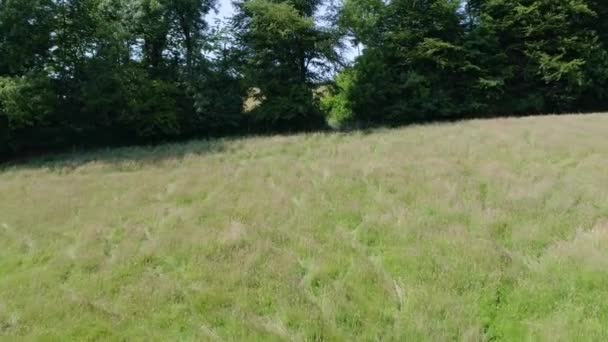 前进方向穿过一片绿色的乡间田野 同时向上穿过羊群和树木 Devon England — 图库视频影像