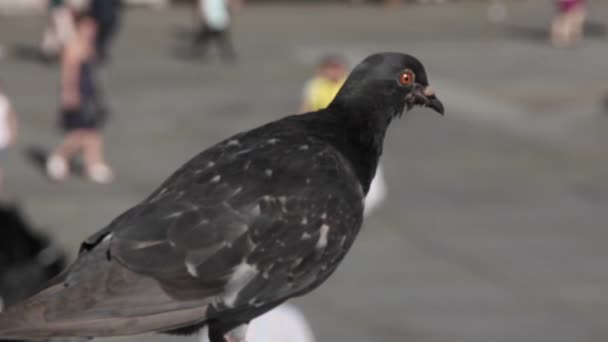 Black Pigeon Detailní Záběr Dolů Dav — Stock video