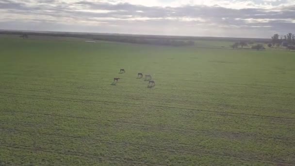 Imagens Drones Cavalos Comendo Grama Pasto Verde — Vídeo de Stock