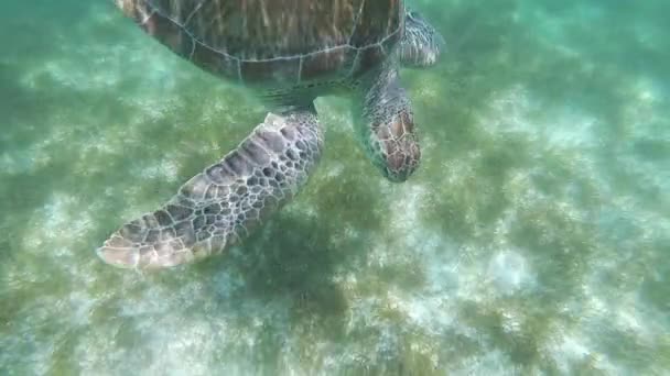Snorkeling Χελώνες Βίντεο — Αρχείο Βίντεο