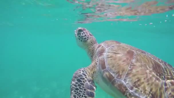 Snorkeling Com Tartarugas Vídeo — Vídeo de Stock