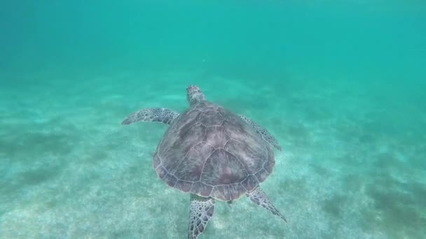 Plavání Želvami Oceánu — Stock video