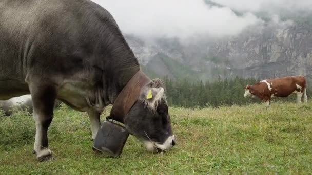 Handschuss Eines Rindes Einer Kuh Die Gras Isst — Stockvideo