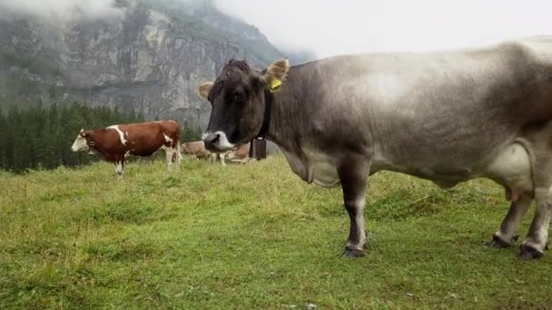 Handheld Shot Cattle Cow — Stock Video