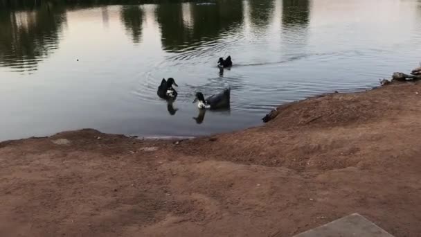 Trois Canards Nageant Dans Étang — Video