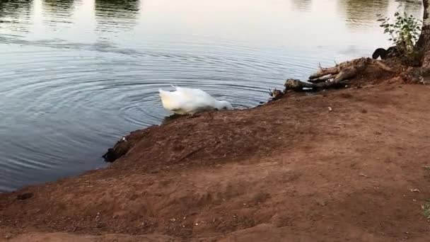 Pato Branco Brincando Lagoa — Vídeo de Stock