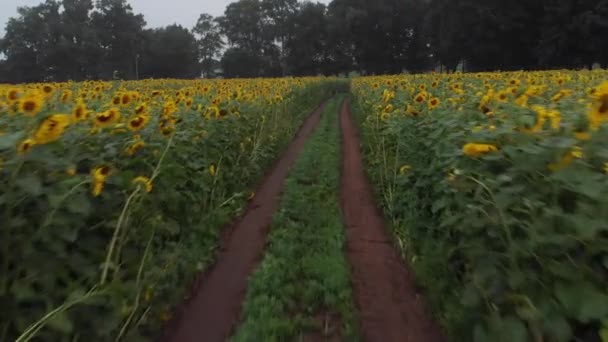 Campo Girassol Uma Fazenda Connecticut — Vídeo de Stock