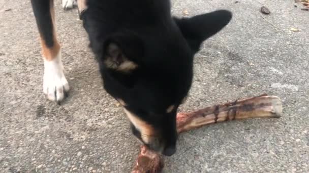 Hond Geniet Van Een Rundvlees Rib Buiten — Stockvideo