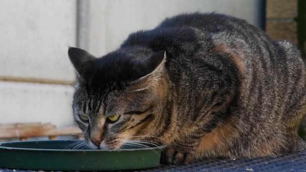 Şehir Bahçesindeki Kaselerden Içen Yerli Tekir Kedi — Stok video