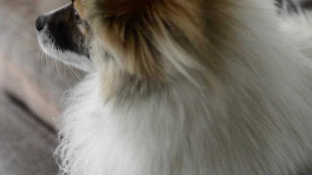 Anjing Kecil Berbulu Melihat Melalui Jendela Sofa Dan Bermimpi — Stok Video
