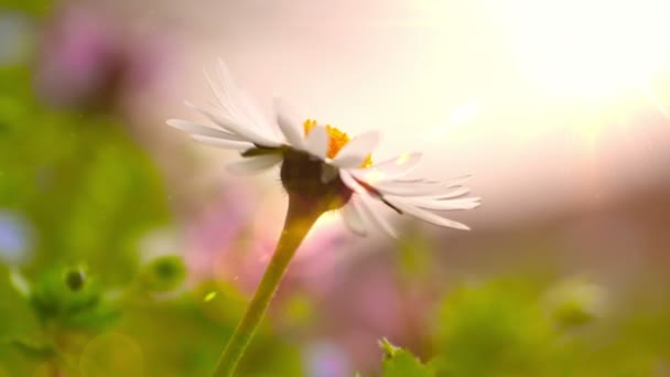 太阳照明耀斑效果 阳光下的春季花卉选择性聚焦与模糊背景 — 图库视频影像