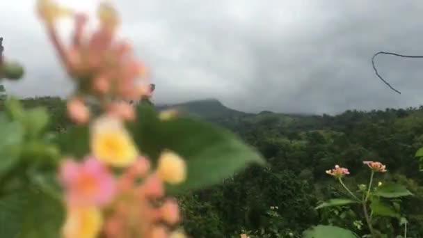 Mariposa Sobre Flor Sobre Fondo Natural — Vídeo de stock