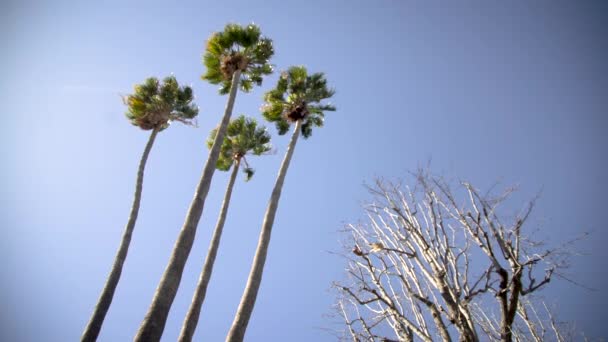 Una Giornata Ventosa Che Oscillare Palme Nel Cielo — Video Stock