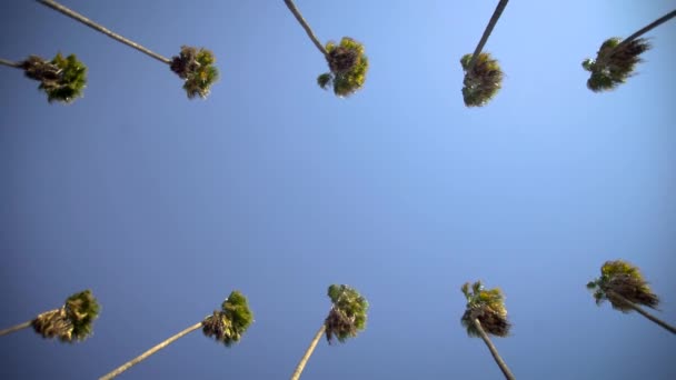 Větrný Den Nutí Palmy Houpat Obloze — Stock video
