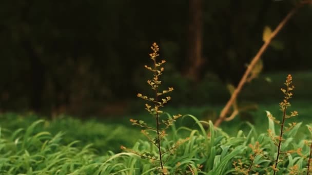 Hora Mañana Naturaleza — Vídeo de stock