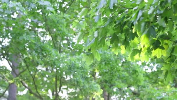 Scena Della Foresta Con Sole Lenti Lenti Particelle Nell Aria — Video Stock