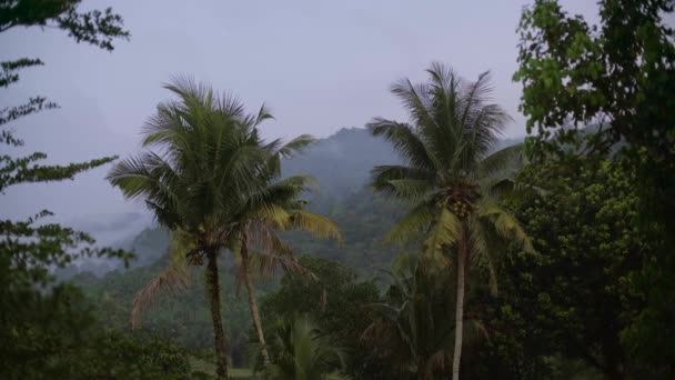 Foresta Tropicale Malesia Bella Natura — Video Stock