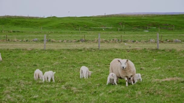 英国萨瑟兰都拉斯的一个苏格兰田野里 大群的羊羔正在给它们的母羊喂奶 海鸥从后面的镜头中飞了出来 动作缓慢 — 图库视频影像