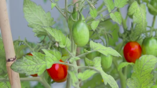 집에서 유기농 토마토의 움직임 발코니에서 바람에 날리면서 촬영되었다 토마토를 준비가 — 비디오