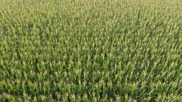 コーン作物の列を示すウィスコンシンのトウモロコシ畑からのアリエルの映像 — ストック動画