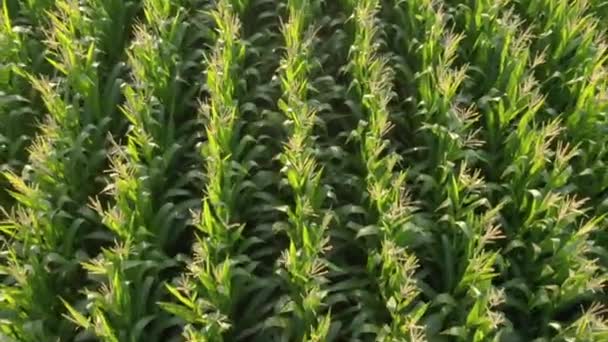コーン作物の列を示すウィスコンシンのトウモロコシ畑からのアリエルの映像 — ストック動画