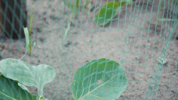 Primer Plano Las Plantas Jóvenes Brotes Huerta — Vídeos de Stock